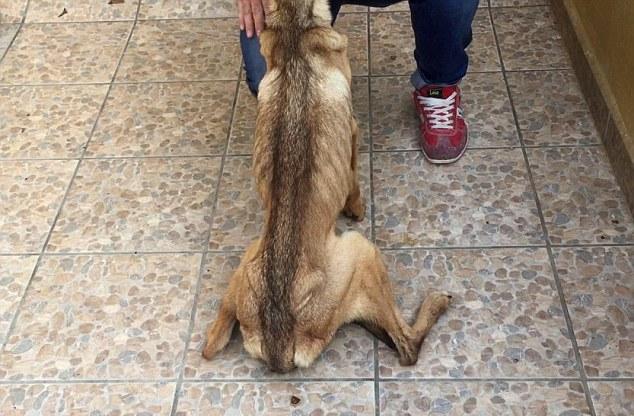 西班牙一流浪狗被救7周前后对比照