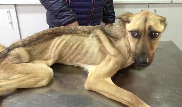 西班牙一流浪狗被救7周前后对比照