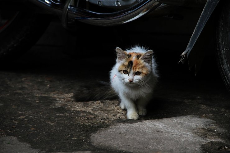 摄影图片可爱的猫葡萄般大的眼睛溢出了一股灵气