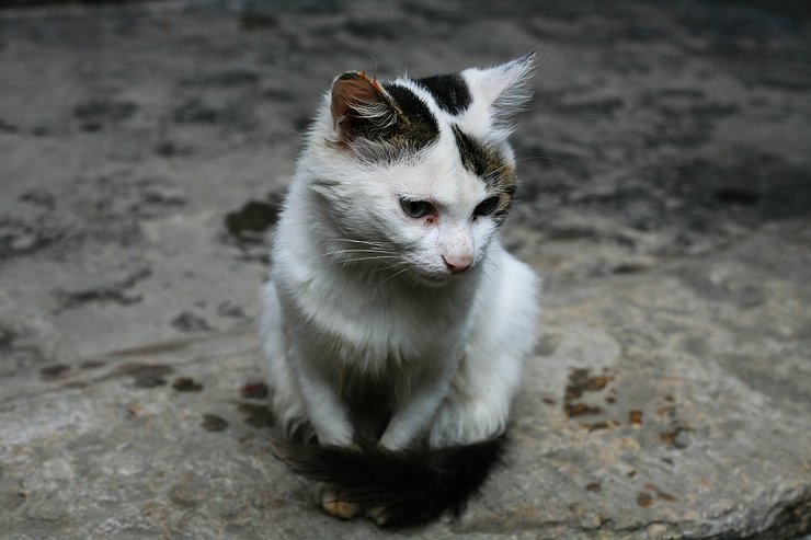 摄影图片可爱的猫葡萄般大的眼睛溢出了一股灵气