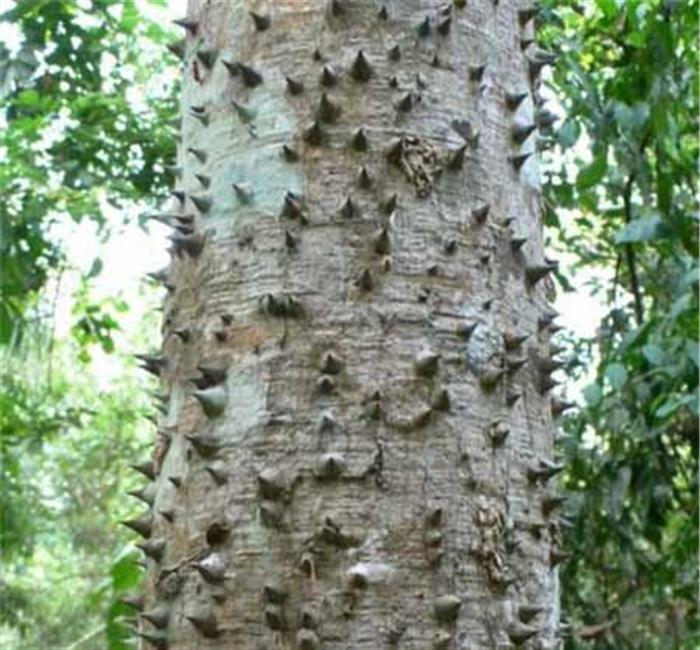 你知道这些满身带刺的树叫什么名字吗