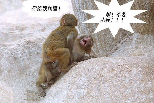 爆笑猴子图片 猴子交配的那点事