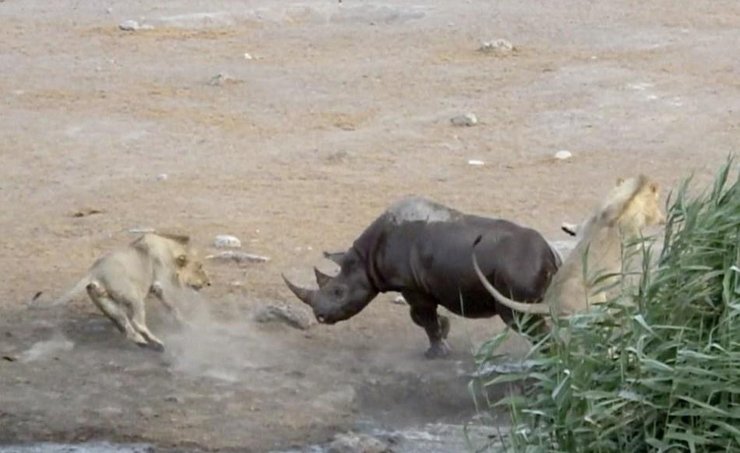 怀孕犀牛被困水坑 奋力击退三只饿狮