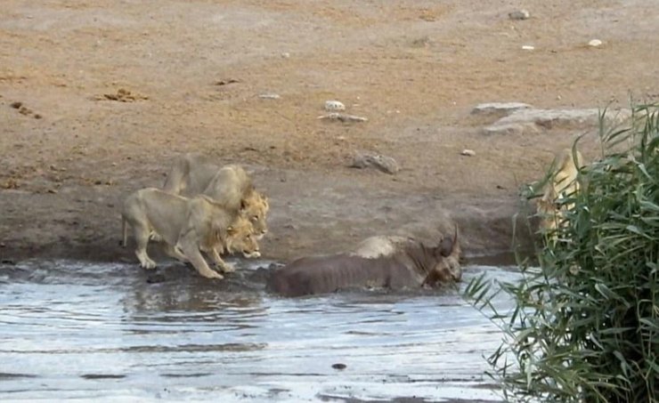 怀孕犀牛被困水坑 奋力击退三只饿狮