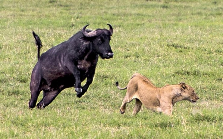 非洲饥饿母狮捕食不成反被水牛群倒追狂奔