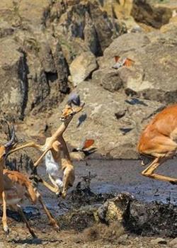 南非公园羚羊水边喝水遭鳄鱼突袭 纵身一跃逃生