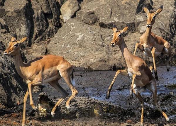 南非公园羚羊水边喝水遭鳄鱼突袭 纵身一跃逃生