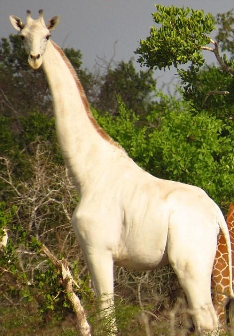 非洲肯尼亚发现一只罕见的纯白长颈鹿