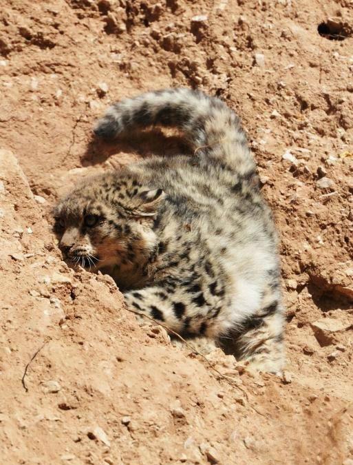 全球首次拍到野生雪豹求欢画面