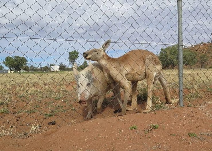 澳洲袋鼠与母猪相恋一年多 亲密行为被拍下