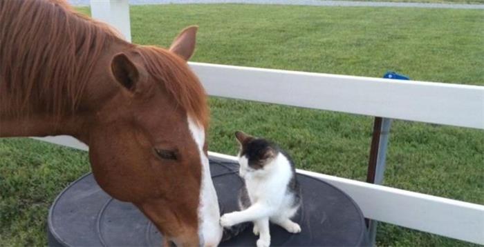 马儿和小猫结成好友 如影随形画面温馨