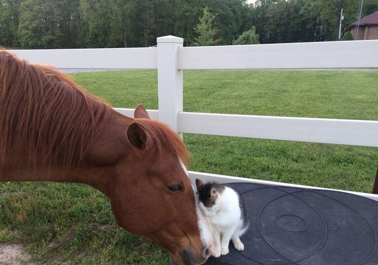 马儿和小猫结成好友 如影随形画面温馨