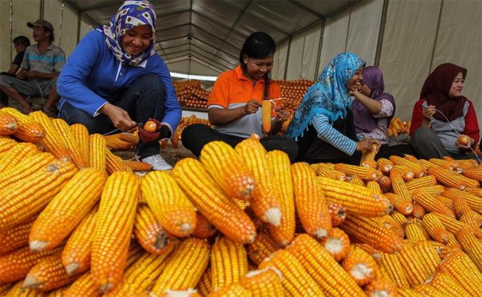 印尼工人搭建15米玉米塔 用18000根玉米
