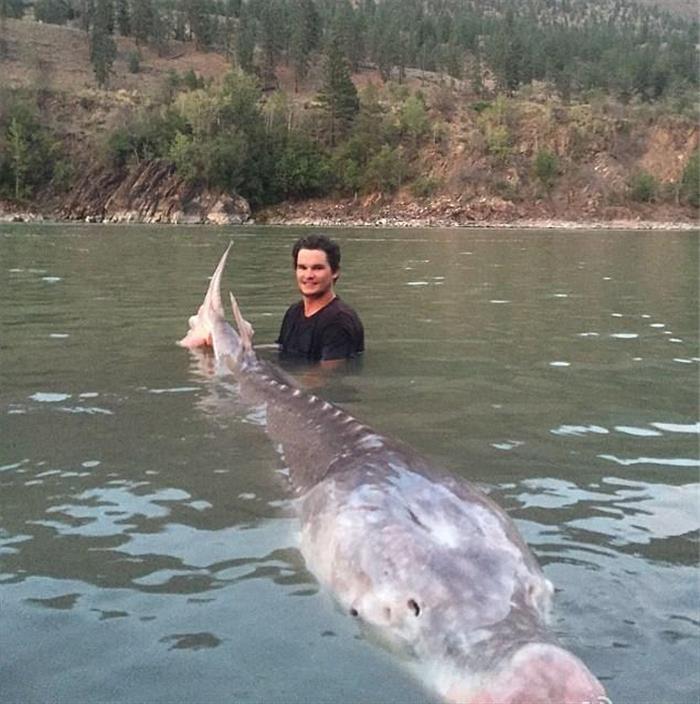 加拿大男孩捕获80岁580斤重“猪鼻”鲟鱼