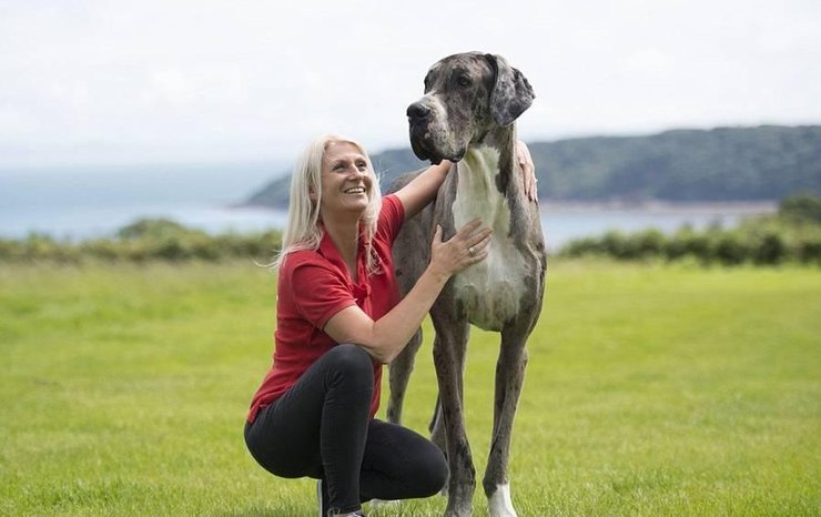 它可能是世界上最高的狗狗