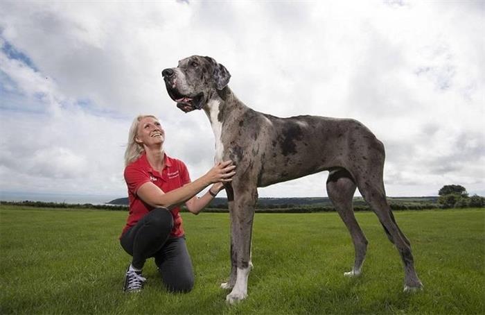 它可能是世界上最高的狗狗