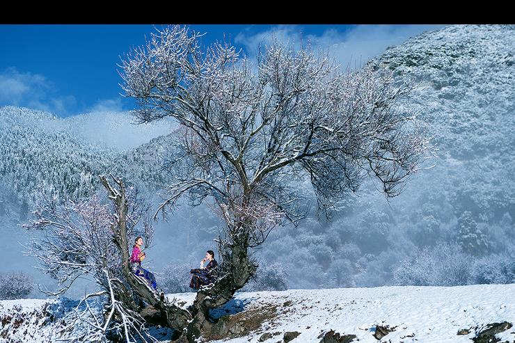 藏族美女踏雪寻梅摄影写真 网友赞“每张都是壁纸”