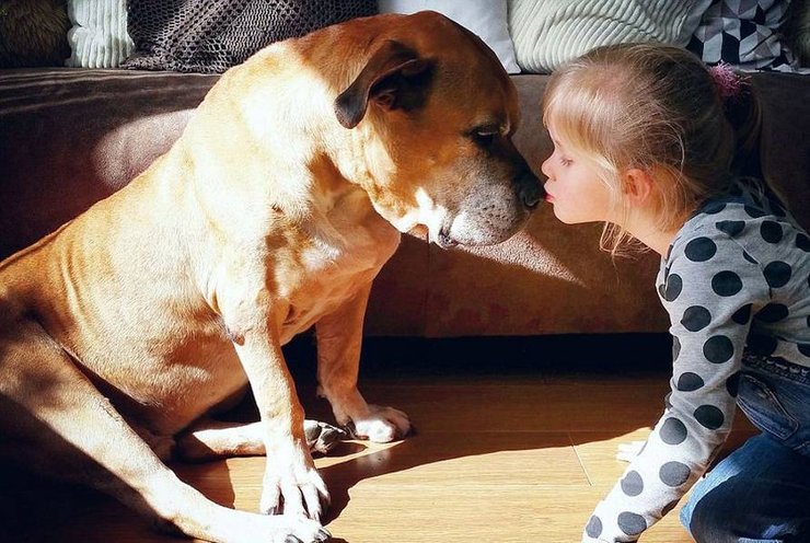 泪目！小女孩与爱犬遗体最后道别