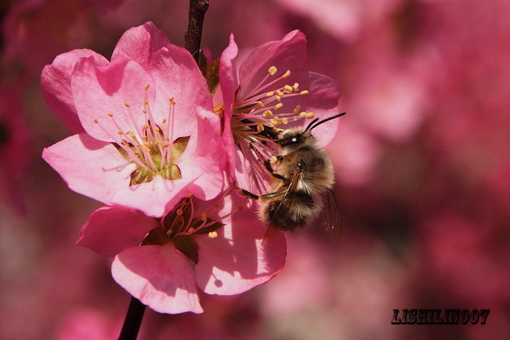 摄影图片花开的季节辛勤的小蜜蜂
