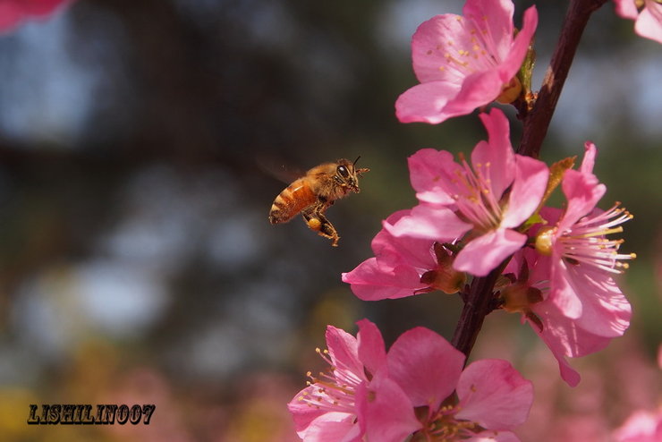 摄影图片花开的季节辛勤的小蜜蜂