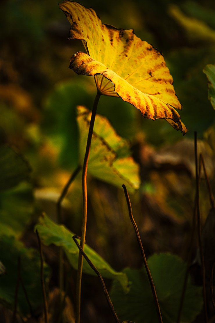 摄影图片秋天的记忆生态摄影