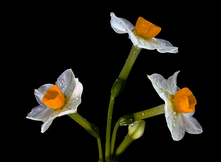 摄影图片 凌坡仙子,亭亭玉立的水仙花