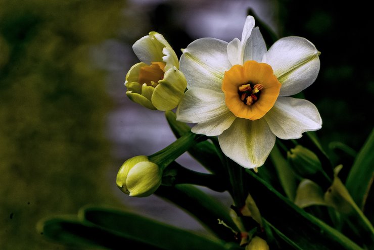 摄影图片 凌坡仙子,亭亭玉立的水仙花