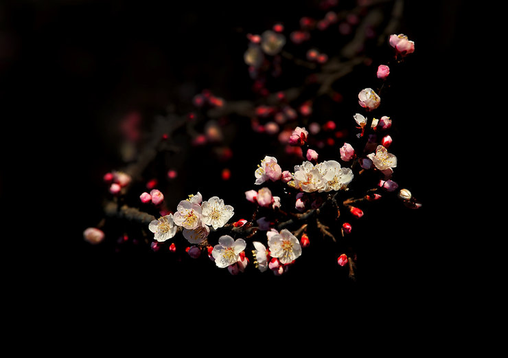 摄影图片【花卉】粉红美丽的杏花