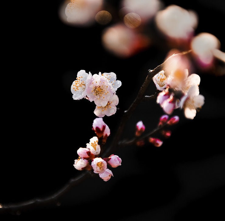 摄影图片【花卉】粉红美丽的杏花