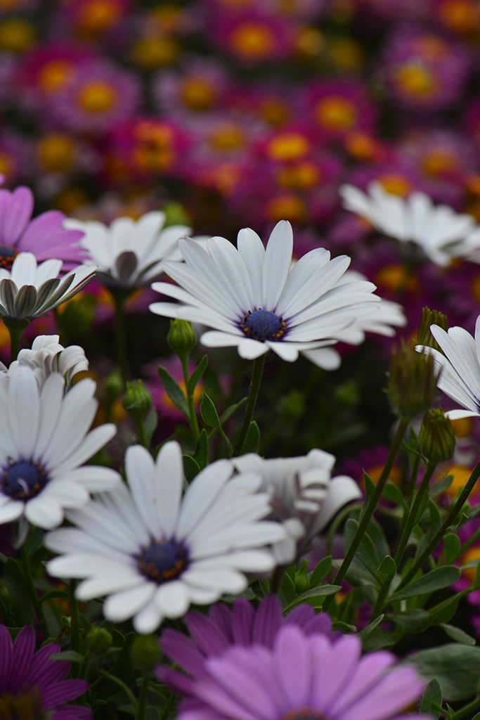 摄影图片 五颜六色的小花非常灿烂
