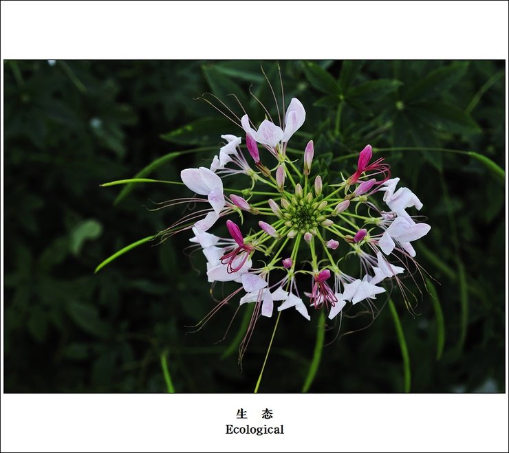摄影图片皇家园林里的那些花花和草草