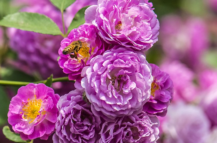 摄影图片 蜜蜂在花丛中嗡嗡地飞来飞去