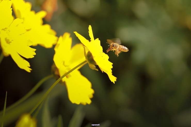 摄影图片 闹哄哄的蜜蜂和乱纷纷的食蝇氓