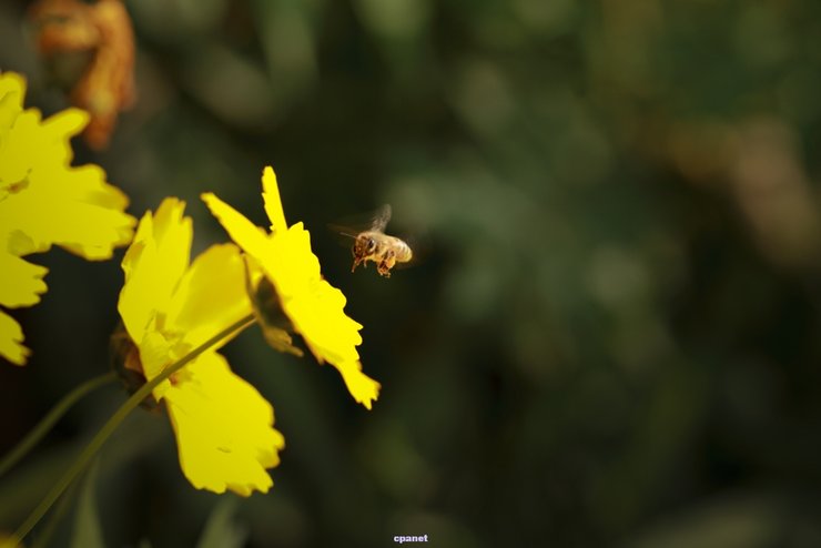 摄影图片 闹哄哄的蜜蜂和乱纷纷的食蝇氓