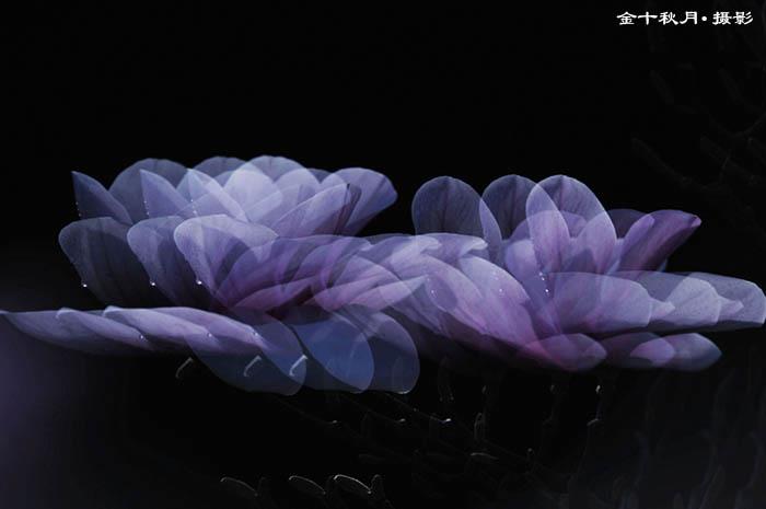 摄影图片 雕塑园美丽动人的玉兰花（2014）