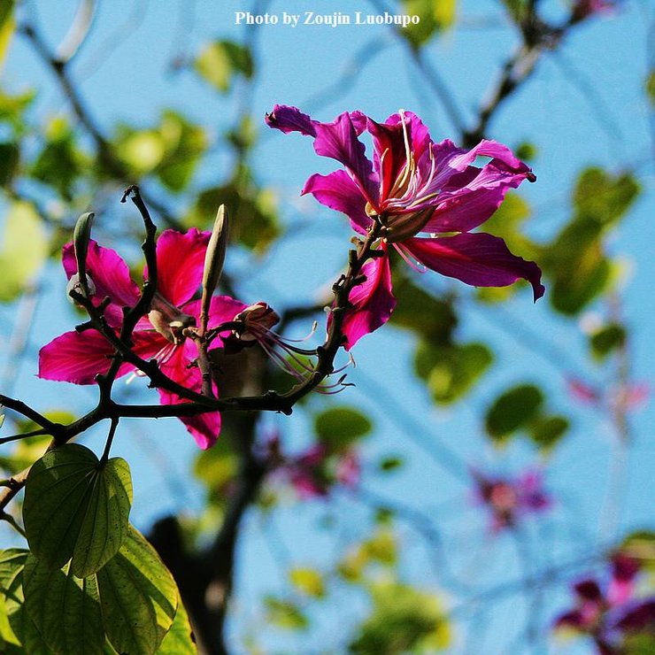 摄影图片 一簇簇如此灿烂的紫荆花开20140203