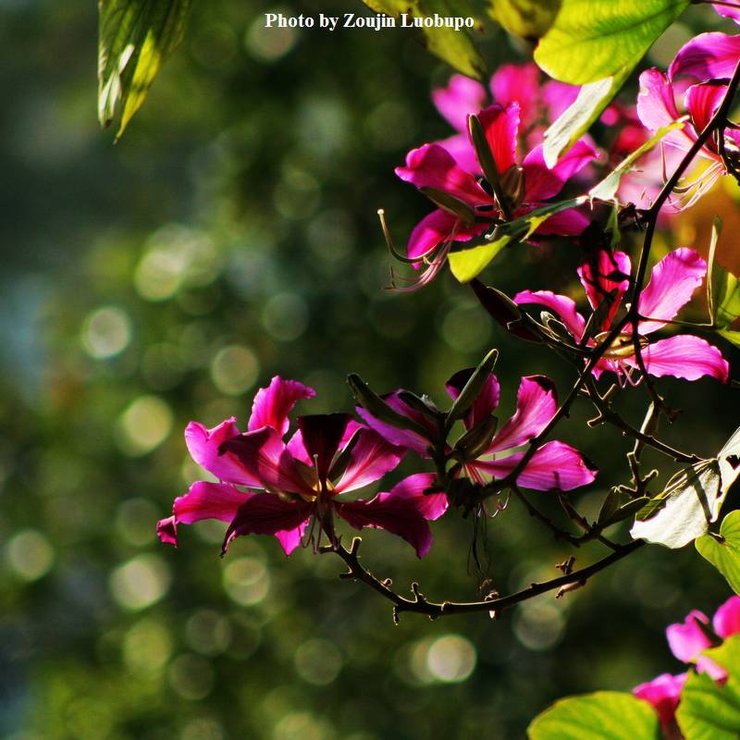 摄影图片 一簇簇如此灿烂的紫荆花开20140203