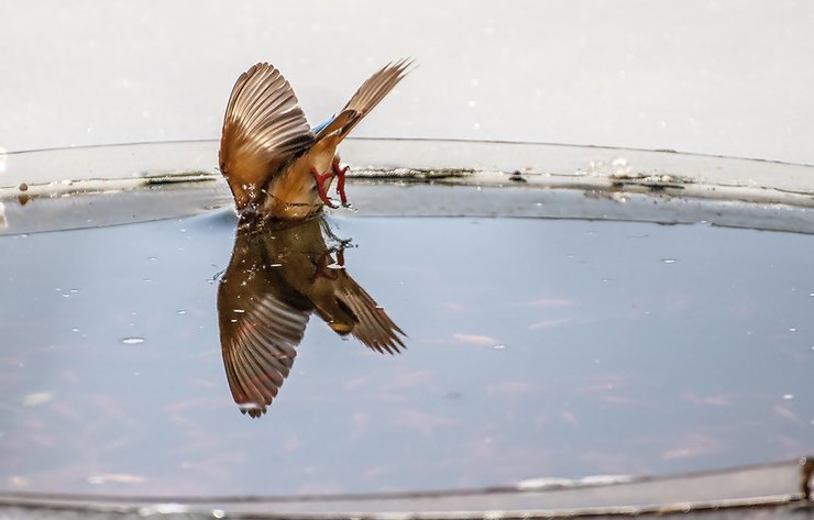 摄影图片 美丽机灵的小翠鸟冰洞里捕鱼