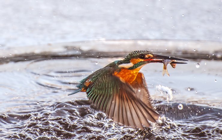 摄影图片 美丽机灵的小翠鸟冰洞里捕鱼