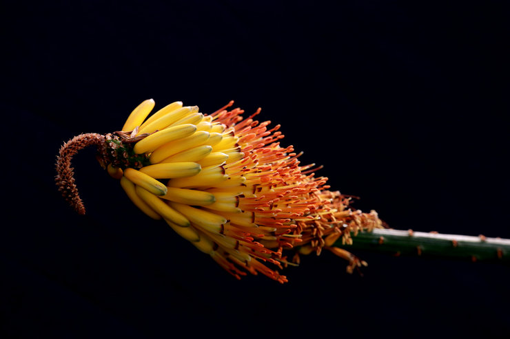 摄影图片花卉习作含苞欲放花枝招展