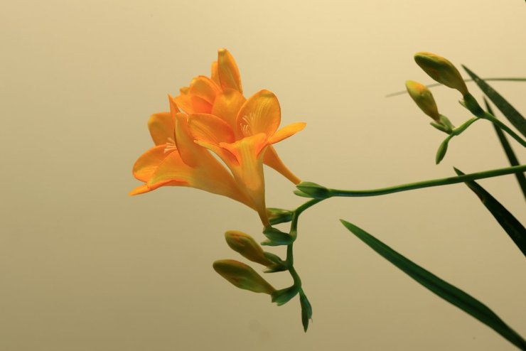 摄影图片花卉习作含苞欲放花枝招展