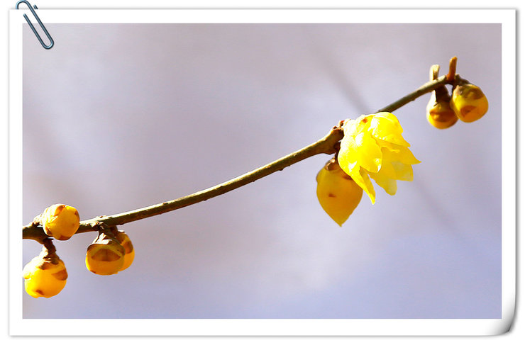 摄影图片 早春二月赏雪中傲立的蜡梅