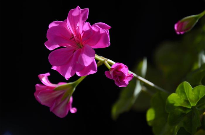 摄影图片  五颜六色,香气扑鼻的鲜花拜新春