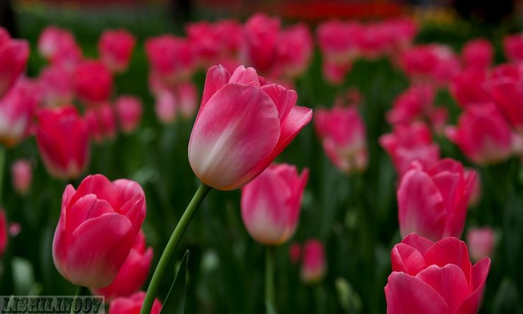 摄影图片 中山公园——姹紫嫣红的郁金香