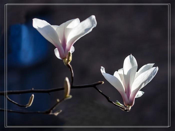 摄影图片 温暖春天拍落英缤纷的花卉