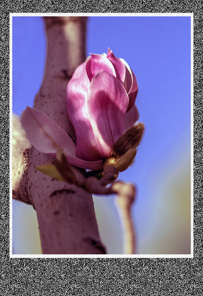摄影图片 温暖春天拍落英缤纷的花卉
