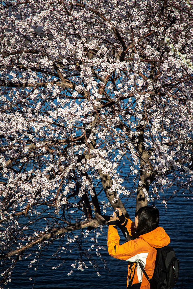 摄影图片 颐和西堤灿烂美丽的桃花开