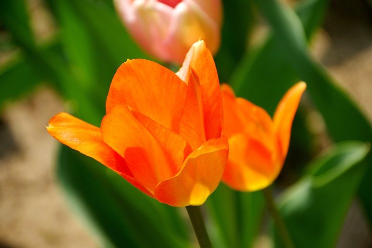 摄影图片郁金香含笑在春天