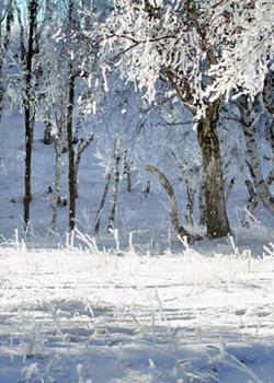 摄影图片塞罕坝之冬美丽风景