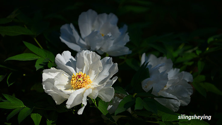 摄影图片 美丽白牡丹——景山公园